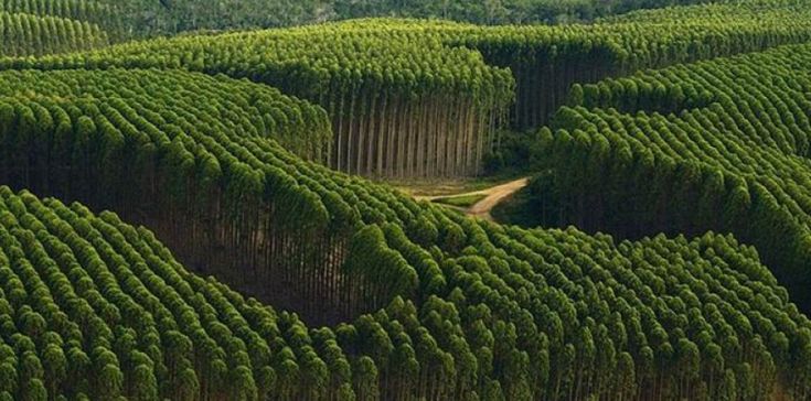 Forestal